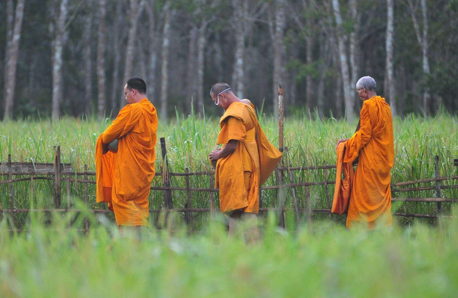 พระสงฆ์เดินบิณฑบาตร 