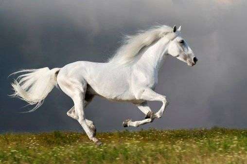 ม้าสีขาว 