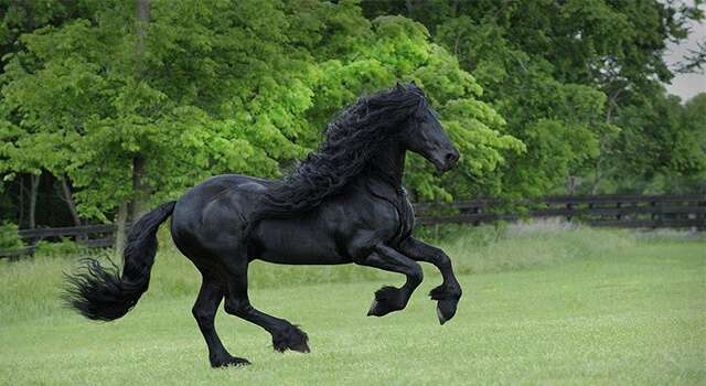 ม้าสีดำ 