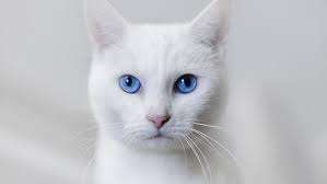 แมวสีขาว 