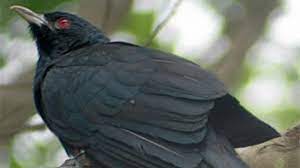 นกตัวใหญ่สีดำ