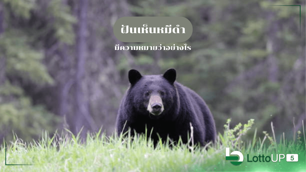 ฝันเห็นหมีดำ