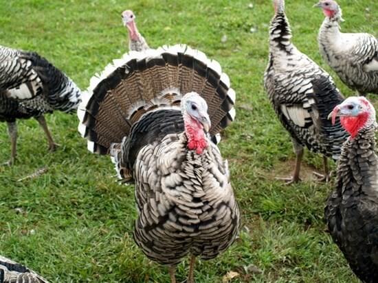 ไก่งวง (Turkey) 