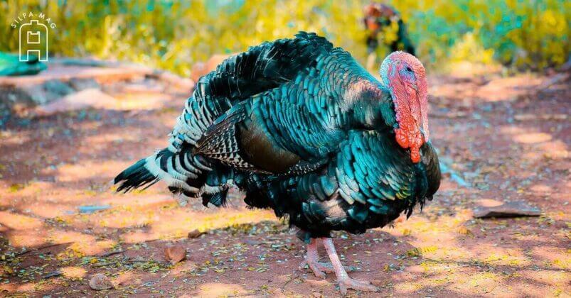 ไก่งวงพันธุ์เหลืองหางขาว