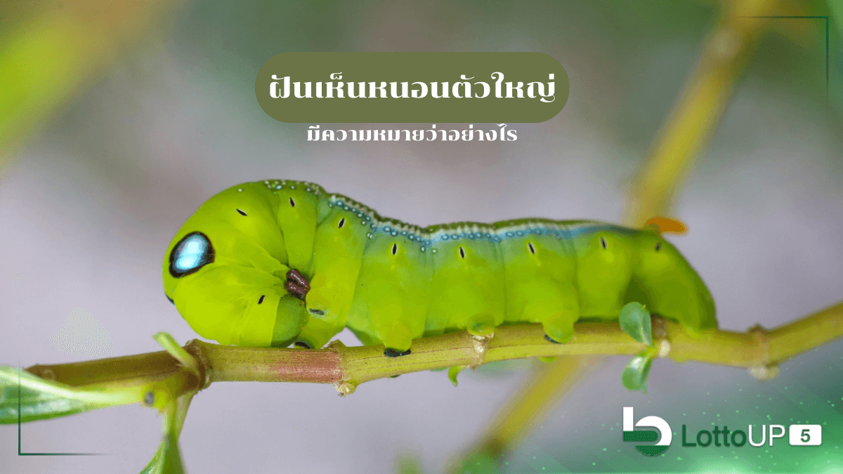 ฝันเห็นหนอนตัวใหญ่