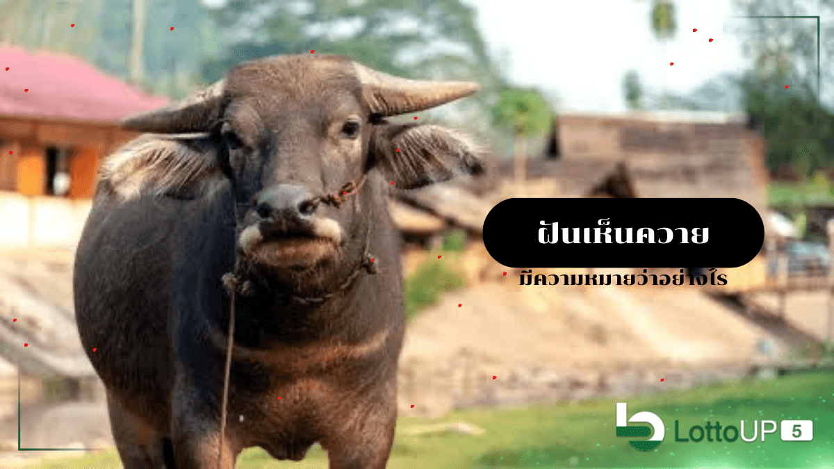 ฝันเห็นควาย