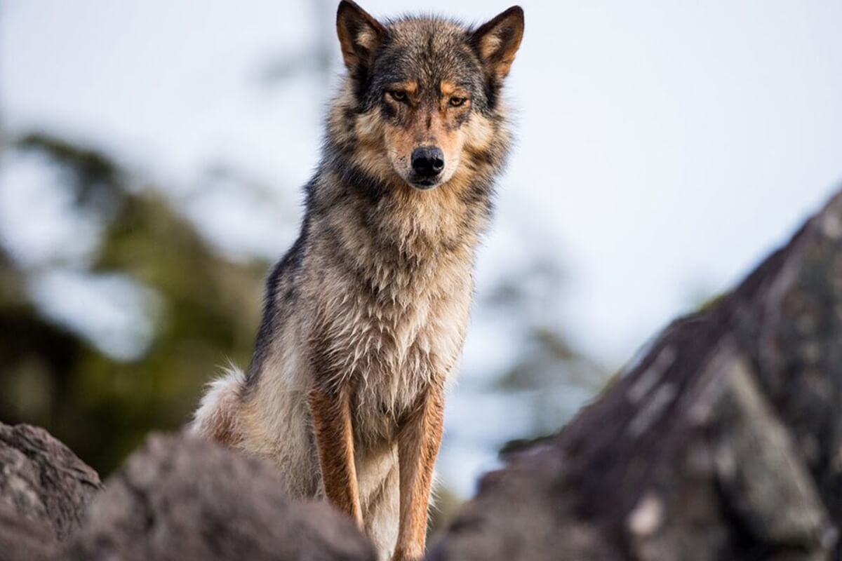 หมาป่าเดียวดาย 