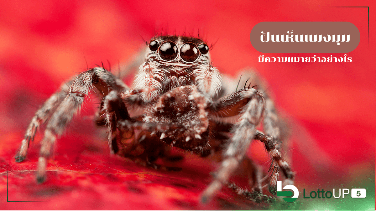 ฝันเห็นแมงมุม