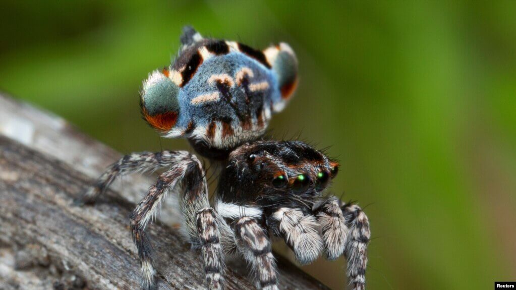 แมงมุมพันธุ์ Karaop