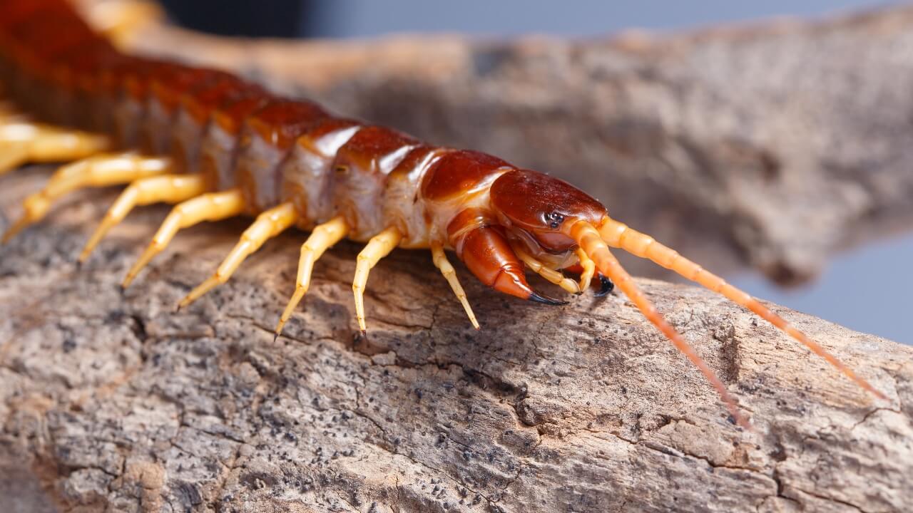 ตะขาบ1ตัว