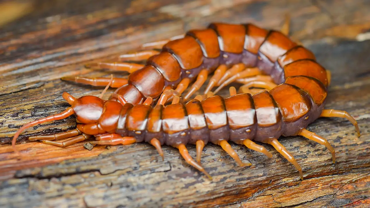 ตะขาบตัวใหญ่