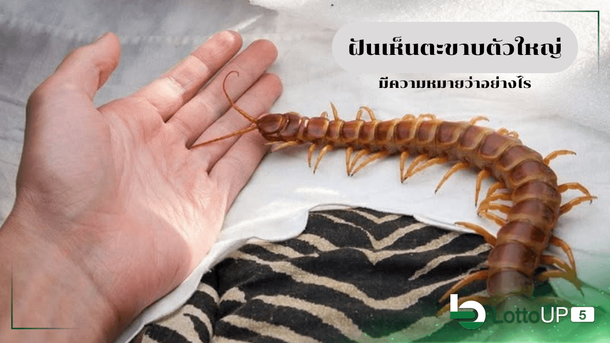 ฝันเห็นตะขาบตัวใหญ่