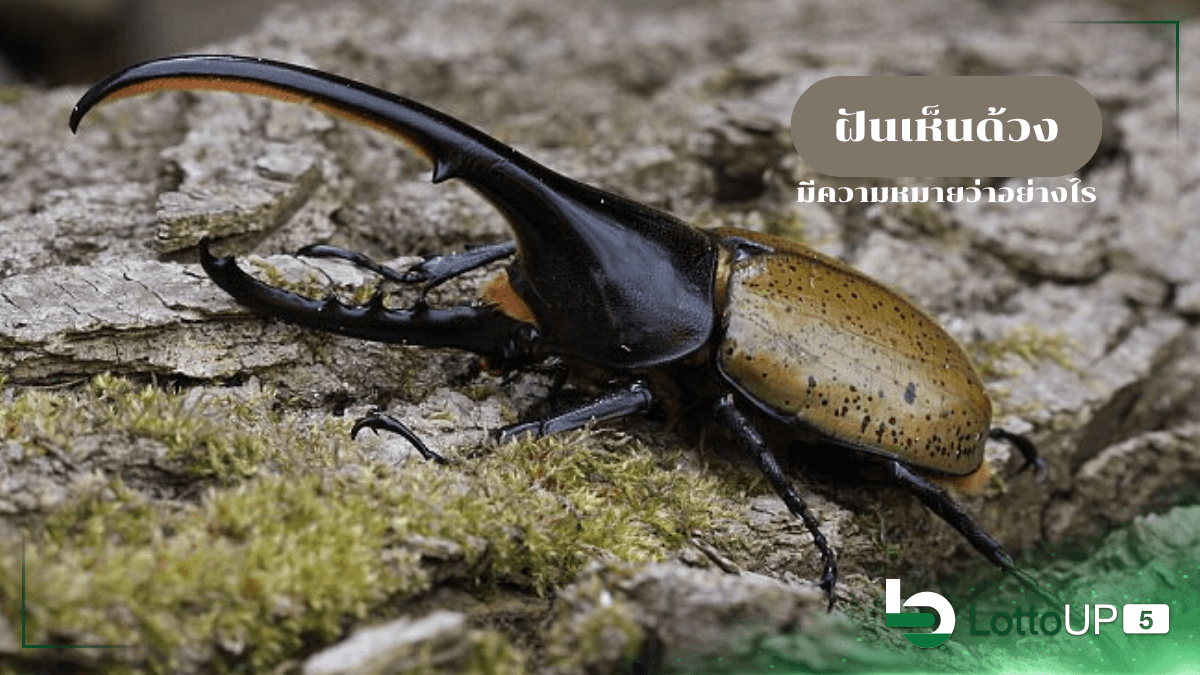 ฝันเห็นด้วง