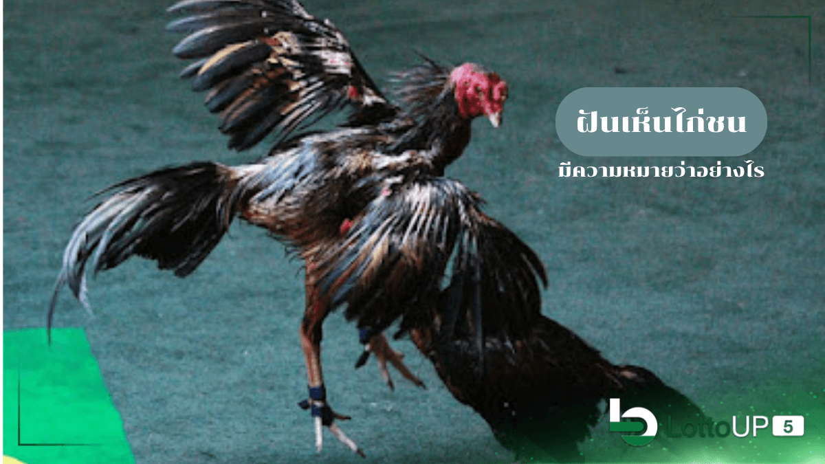 ฝันเห็นไก่ชน