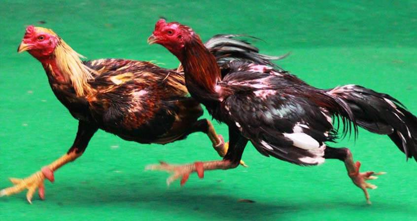 ไก่ชนสองตัว 