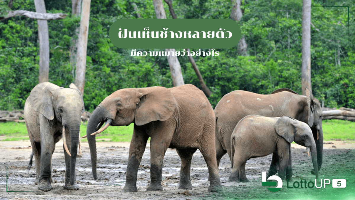 ฝันเห็นช้างหลายตัว