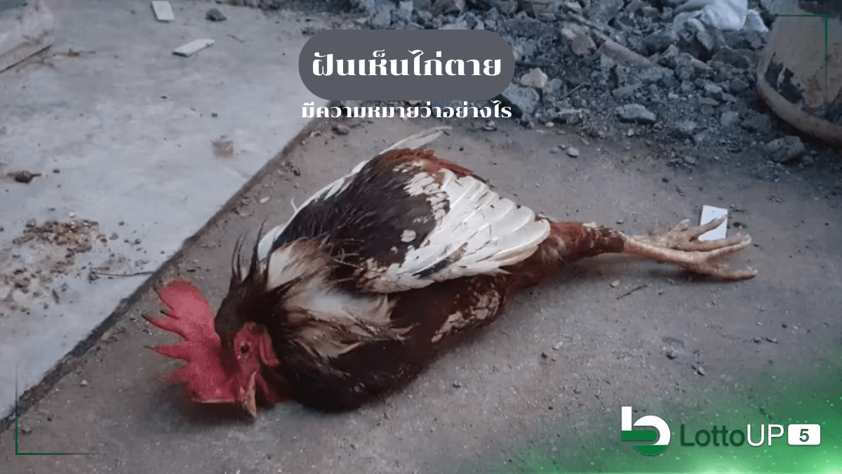 ฝันเห็นไก่ตาย
